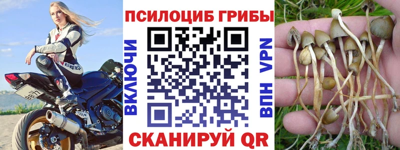 сколько стоит  Медвежьегорск  Псилоцибиновые грибы Cubensis 